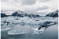Hoffman Fabrics - Call of the Wild - Arctic Whale Panel #2