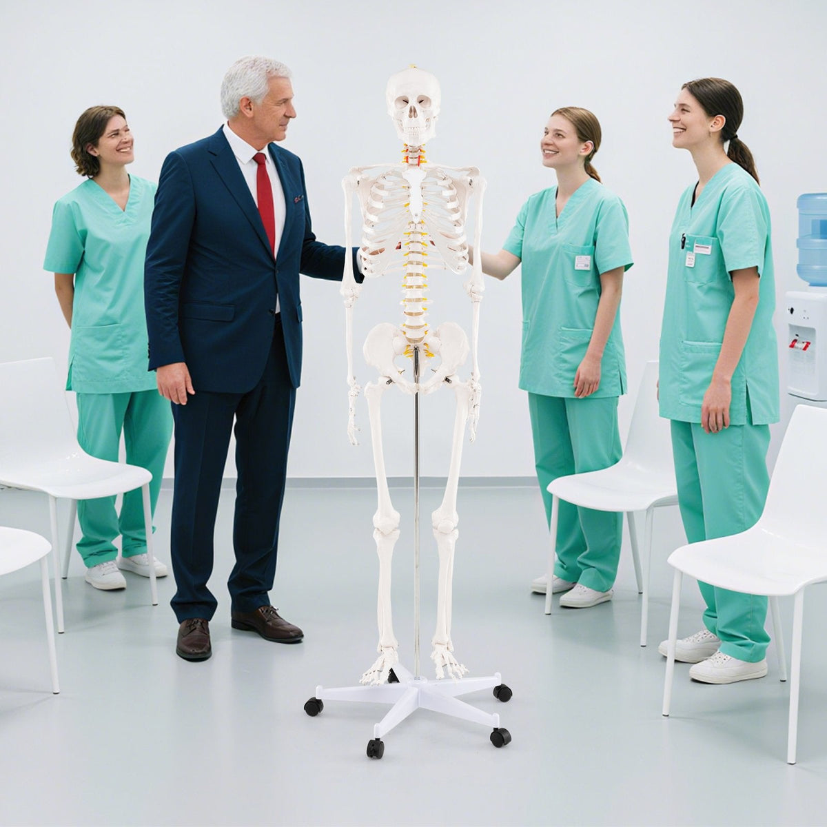 Life-Size Human Skeleton Model with Nerves for Anatomy Study & Education