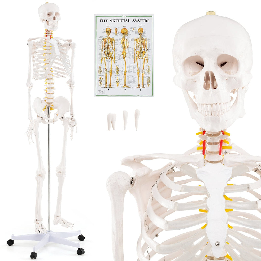 Life-Size Human Skeleton Model with Nerves for Anatomy Study & Education