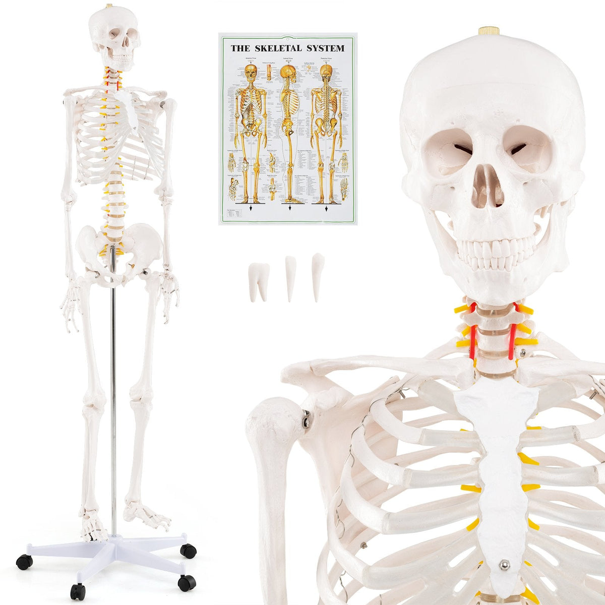 Life-Size Human Skeleton Model with Nerves for Anatomy Study & Education