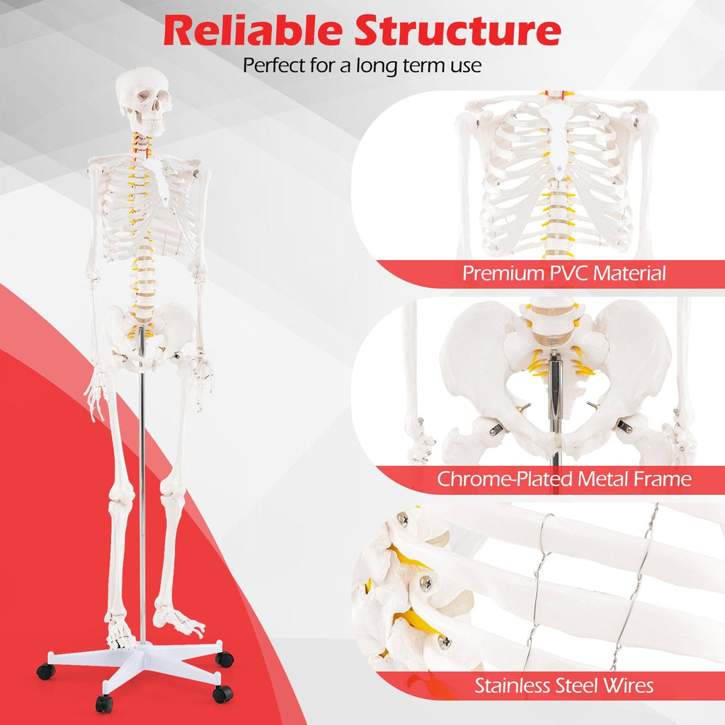 Life-Size Human Skeleton Model with Nerves for Anatomy Study & Education